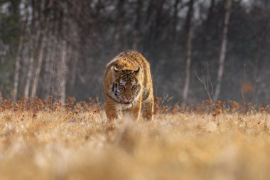 Sibirya Kaplanı kaçıyor. Bu görkemli hayvanın güzel, dinamik ve güçlü fotoğrafı. Bu inanılmaz hayvan için tipik bir ortam. Ağaçlar ve çayırlar
