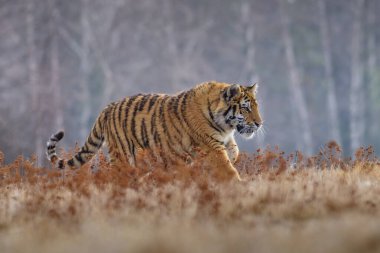 Sibirya Kaplanı kaçıyor. Bu görkemli hayvanın güzel, dinamik ve güçlü fotoğrafı. Bu inanılmaz hayvan için tipik bir ortam. Ağaçlar ve çayırlar