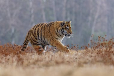 Sibirya Kaplanı kaçıyor. Bu görkemli hayvanın güzel, dinamik ve güçlü fotoğrafı. Bu inanılmaz hayvan için tipik bir ortam. Ağaçlar ve çayırlar