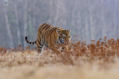 Sibirya Kaplanı kaçıyor. Bu görkemli hayvanın güzel, dinamik ve güçlü fotoğrafı. Bu inanılmaz hayvan için tipik bir ortam. Ağaçlar ve çayırlar