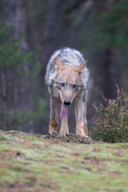 Çek Cumhuriyeti 'nin sonbahar ormanlarında koşan yalnız kurt.