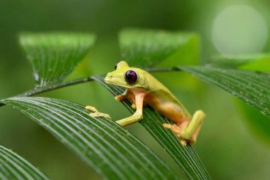 Ağaç kurbağası (amfibi spurrelli) kayma bir kurbağa ailesi ağaç kurbağası türüdür. Bu Kolombiya, Kosta Rika, Ekvador ve Panama bulunur.