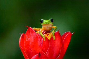 Ağaç kurbağası (amfibi spurrelli) kayma bir kurbağa ailesi ağaç kurbağası türüdür. Bu Kolombiya, Kosta Rika, Ekvador ve Panama bulunur.