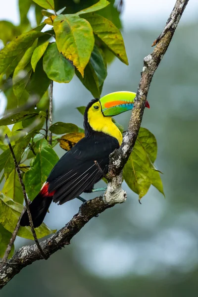 Ramphastos Sulfuratus Keel Billed Toucan Bird Perched Branch Nice Wildlife — Stock Photo, Image