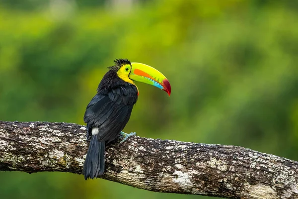 Ramphastos Sulfuratus Kiel Billed Toucan Πουλί Είναι Σκαρφαλωμένο Στο Κλαδί — Φωτογραφία Αρχείου