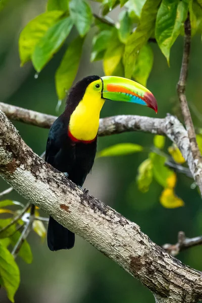 ランプハストスの硫酸塩 キールが請求されたツアー鳥はコスタリカの素晴らしい野生動物の自然環境の中で枝に覆われています — ストック写真