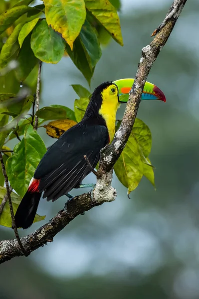 Ramphastos Sulfuratus Keel Billed Toucan Bird Perched Branch Nice Wildlife — Foto de Stock