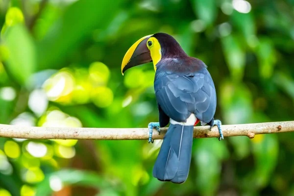 Kastanje Mandibled Toucan Ramphastos Swainsonii Carara Costa Rica — Stockfoto
