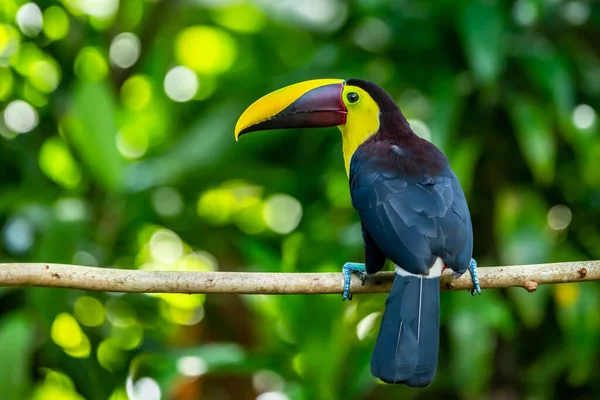 Kastanje Mandibled Toucan Ramphastos Swainsonii Carara Costa Rica — Stockfoto