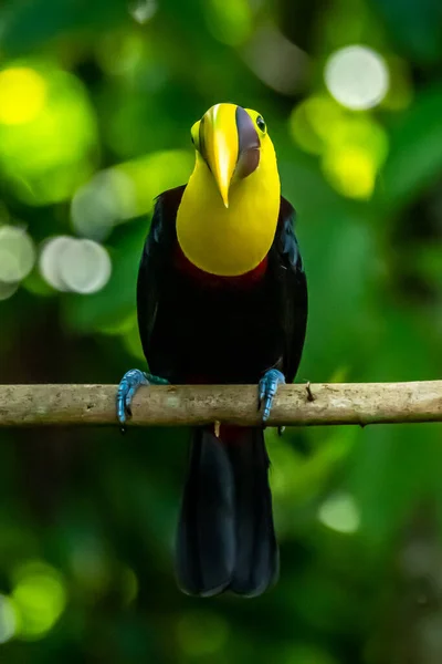 Kastanje Mandibled Toucan Ramphastos Swainsonii Carara Costa Rica — Stockfoto