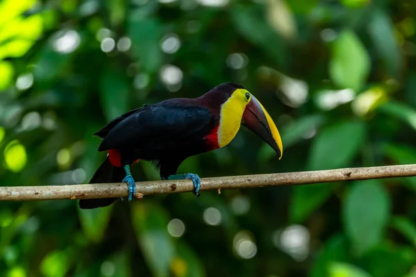 Каштан Mandibled Тукан Ramphastos Swainsonii Carara Коста Ріка — стокове фото