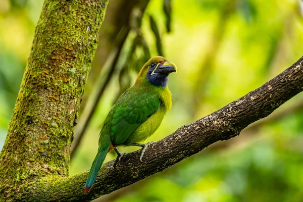 Crimson Rumped Toucanet Aulacorhynchus Haematopygus Perched Branch Rain Forest Ecuador — 스톡 사진