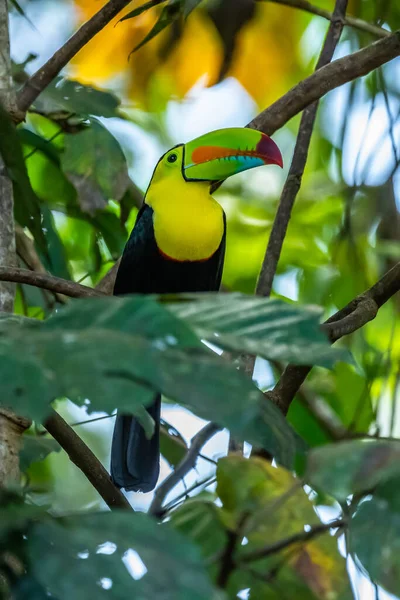 Ramphastos Sulfuratus Keel Billed Toucan Bird Perched Branch Nice Wildlife — стоковое фото