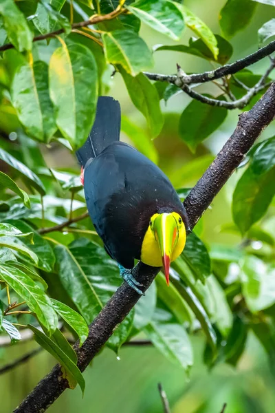 Ramphastos Sulfuratus Keel Billed Toucan Bird Perched Branch Nice Wildlife — Stock Fotó