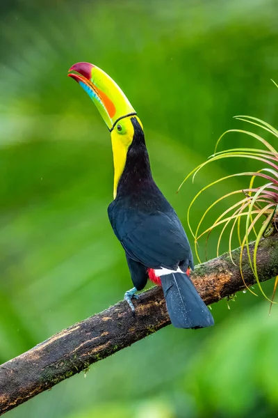 Ramphastos Sulfuratus Keel Billed Toucan Bird Perched Branch Nice Wildlife — Stok fotoğraf