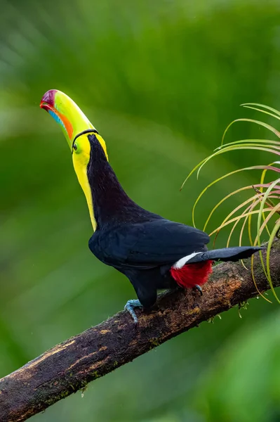 Ramphastos Sulfuratus Keel Billed Toucan Bird Perched Branch Nice Wildlife — Stockfoto