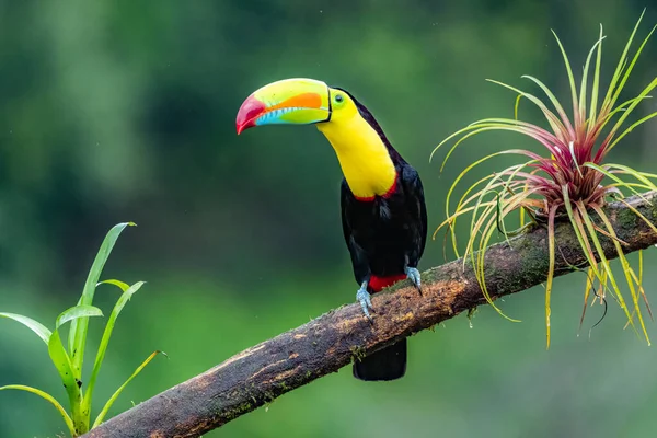 Ramphastos Sulfuratus Kiel Billed Toucan Πουλί Είναι Σκαρφαλωμένο Στο Κλαδί — Φωτογραφία Αρχείου