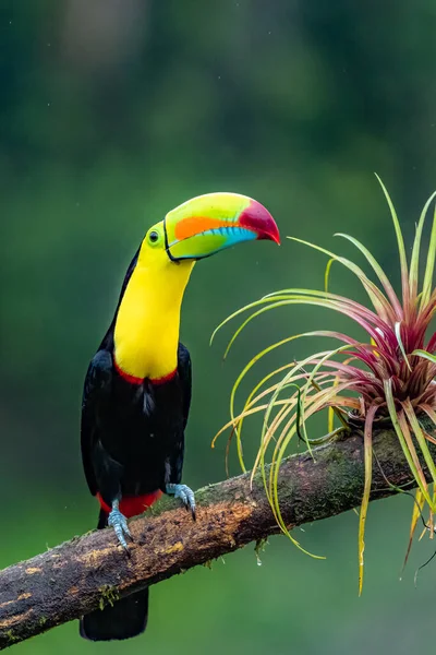 Ramphastos Sulfuratus Keel Billed Toucan Bird Perched Branch Nice Wildlife — стоковое фото