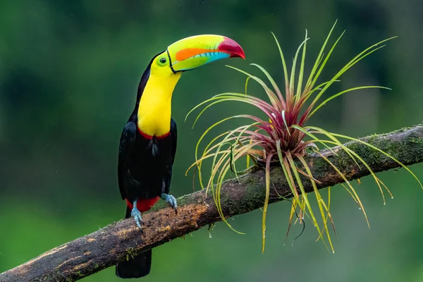 Ramphastos Sulfuratus Kiel Billed Toucan Πουλί Είναι Σκαρφαλωμένο Στο Κλαδί — Φωτογραφία Αρχείου