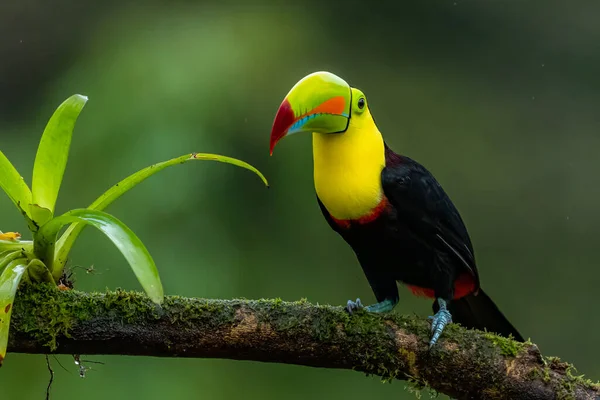 Ramphastos Sulfuratus Tucán Pico Quilla Ave Alza Rama Agradable Entorno —  Fotos de Stock