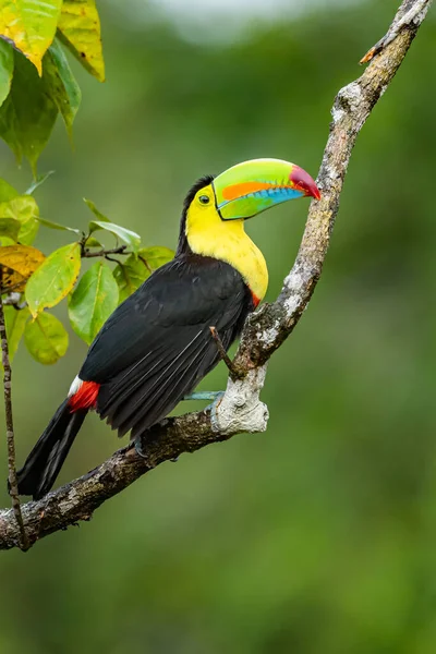 Ramphastos Sulfuratus Keel Billed Toucan Bird Perched Branch Nice Wildlife — Stockfoto