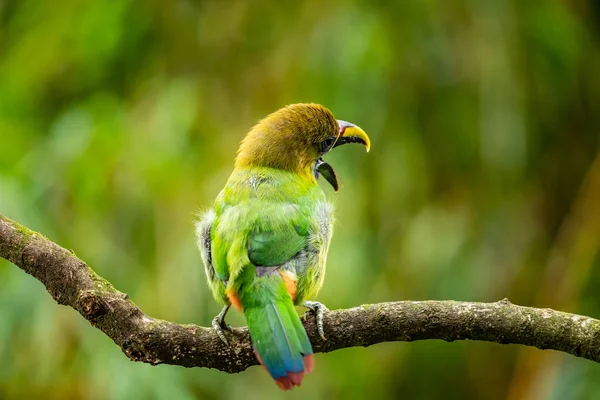 Crimson Rumped Toucanet Aulacorhynchus Haematopygus Perched Branch Rain Forest Ecuador — Stock Photo, Image