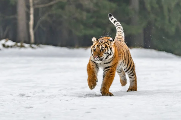 Сибирский Тигр Бегает Снегу Красивая Динамичная Мощная Фотография Этого Величественного — стоковое фото