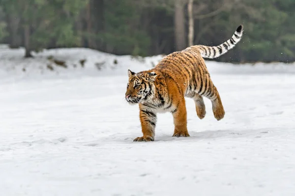 シベリアタイガー雪の中で実行されます この壮大な動物の美しく 動的で強力な写真 この素晴らしい動物のための典型的な環境に設定します バーチと牧草地 — ストック写真