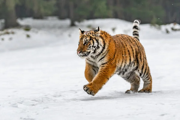 Сибирский Тигр Бегает Снегу Красивая Динамичная Мощная Фотография Этого Величественного — стоковое фото