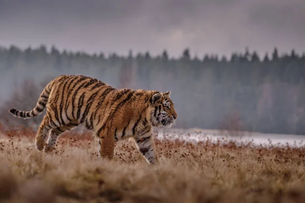 Tigre Siberiano Correndo Foto Bonita Dinâmica Poderosa Deste Animal Majestoso — Fotografia de Stock