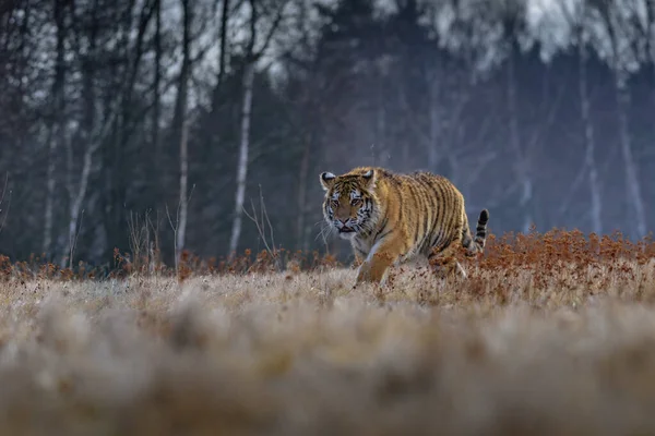 Sibiřský Tygr Běží Krásná Dynamická Mocná Fotografie Tohoto Majestátního Zvířete — Stock fotografie