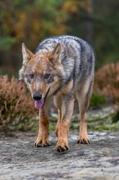 Einsamer Wolf Läuft Durch Herbstwald Tschechien — Stockfoto