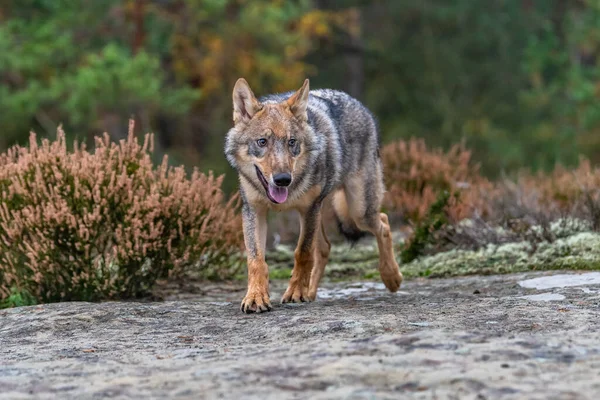 Lobo Solitario Corriendo Bosque Otoño República Checa — Foto de Stock