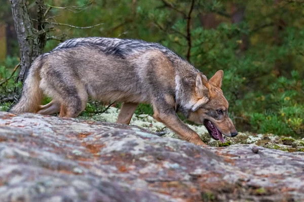 Einsamer Wolf Läuft Durch Herbstwald Tschechien — Stockfoto