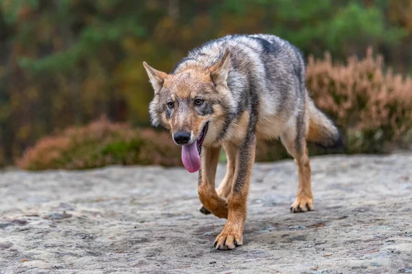 Lobo Solitario Corriendo Bosque Otoño República Checa — Foto de Stock