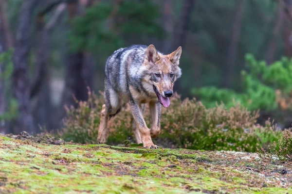 秋の森を走るオオカミ チェコ共和国 — ストック写真