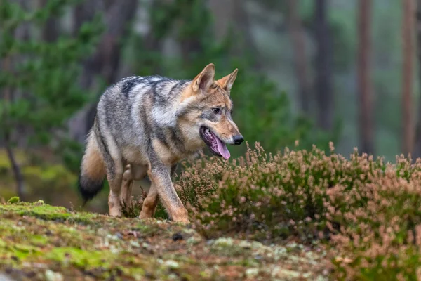 Eenzame Wolf Vlucht Het Herfstbos Tsjechië — Stockfoto
