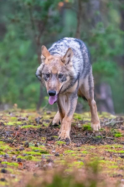 Lobo Solitário Correndo Floresta Outono República Checa — Fotografia de Stock