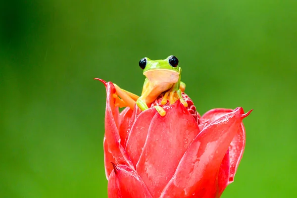 Ковзаючи Деревна Жаба Agalychnis Spurrelli Вид Жаба Сім Hylidae Поширений — стокове фото