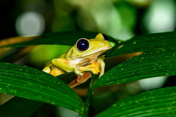 Agalychnis Spurrelli Est Une Espèce Amphibiens Famille Des Hylidae Trouve — Photo