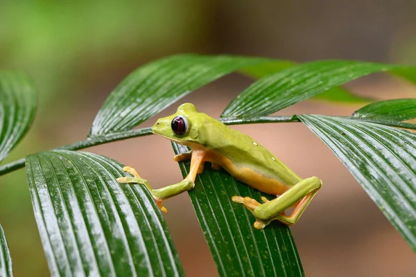 Gliding Tree Frog Agalychnis Spurrelli Species Frog Family Hylidae Found — Stock Photo, Image