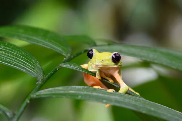 Gliding Tree Frog Agalychnis Spurrelli Вид Лягушки Семейства Hylidae Встречается — стоковое фото
