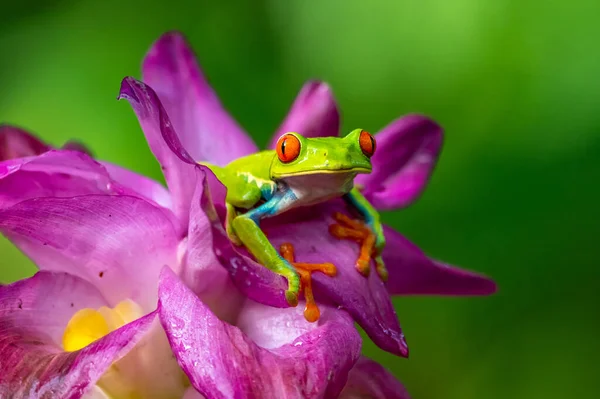 Sapo Árvore Olhos Vermelhos Agalychnis Callidryas Sentado Licença Verde Floresta — Fotografia de Stock