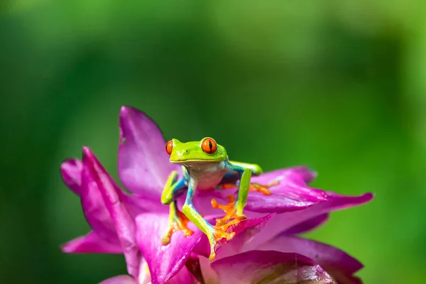 Grenouille Arborescente Agalychnis Callidryas Assise Sur Feuille Verte Dans Forêt — Photo