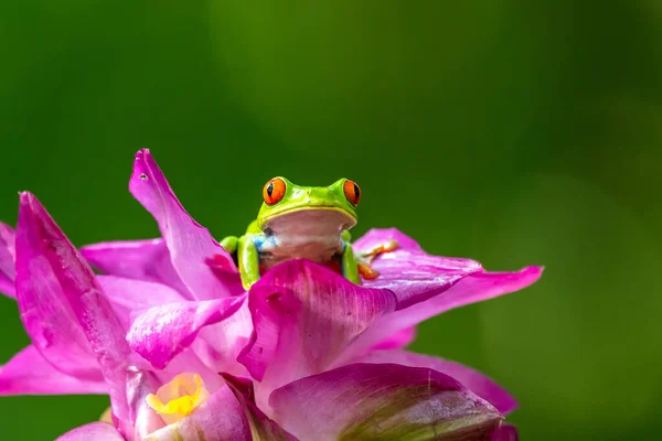 Rotäugiger Laubfrosch Agalychnis Callidryas Sitzt Auf Dem Grünen Blatt Tropischen — Stockfoto