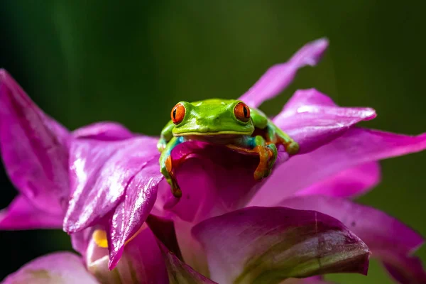 Rana Arborícola Ojos Rojos Agalychnis Callidryas Sentada Green Leave Bosque — Foto de Stock