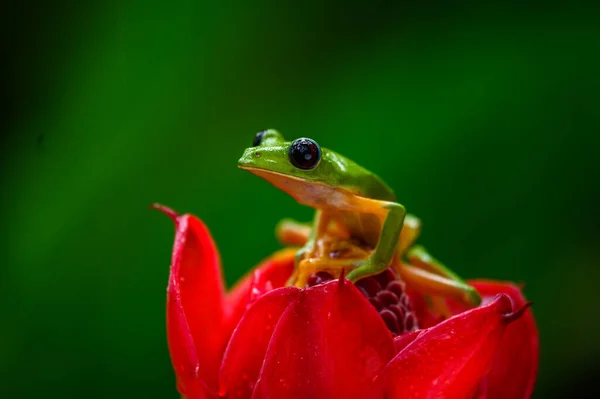 Gliding Tree Frog Agalychnis Spurrelli Вид Лягушки Семейства Hylidae Встречается — стоковое фото