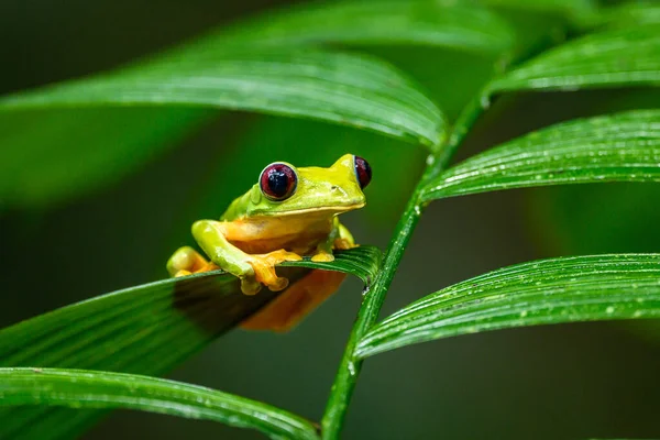 Gliding Tree Frog Agalychnis Spurrelli Species Frog Family Hylidae Found — Stock Photo, Image