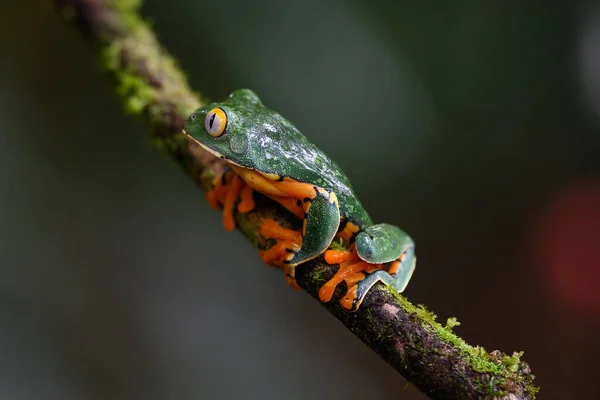 Splendid Tree Frog Splendid Leaf Frog Cruziohyla Calcarifer Beautiful Frog — Stok fotoğraf