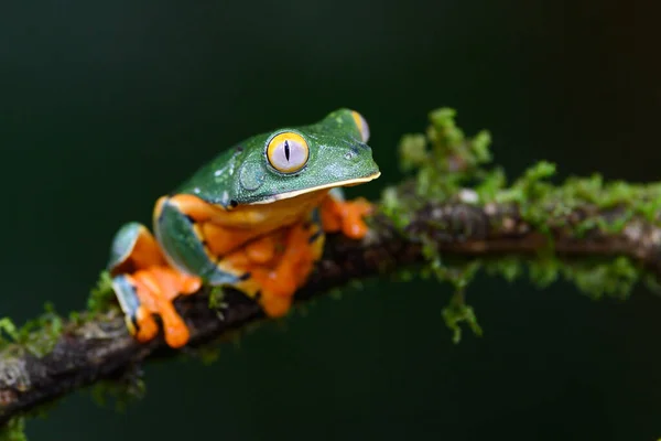 Splendid Tree Frog Splendid Leaf Frog Cruziohyla Calcarifer Beautiful Frog — Fotografia de Stock